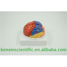 New brand 2017 small plastic brains for education